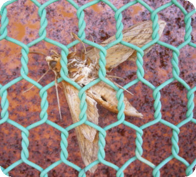 trapped-moth.jpg
